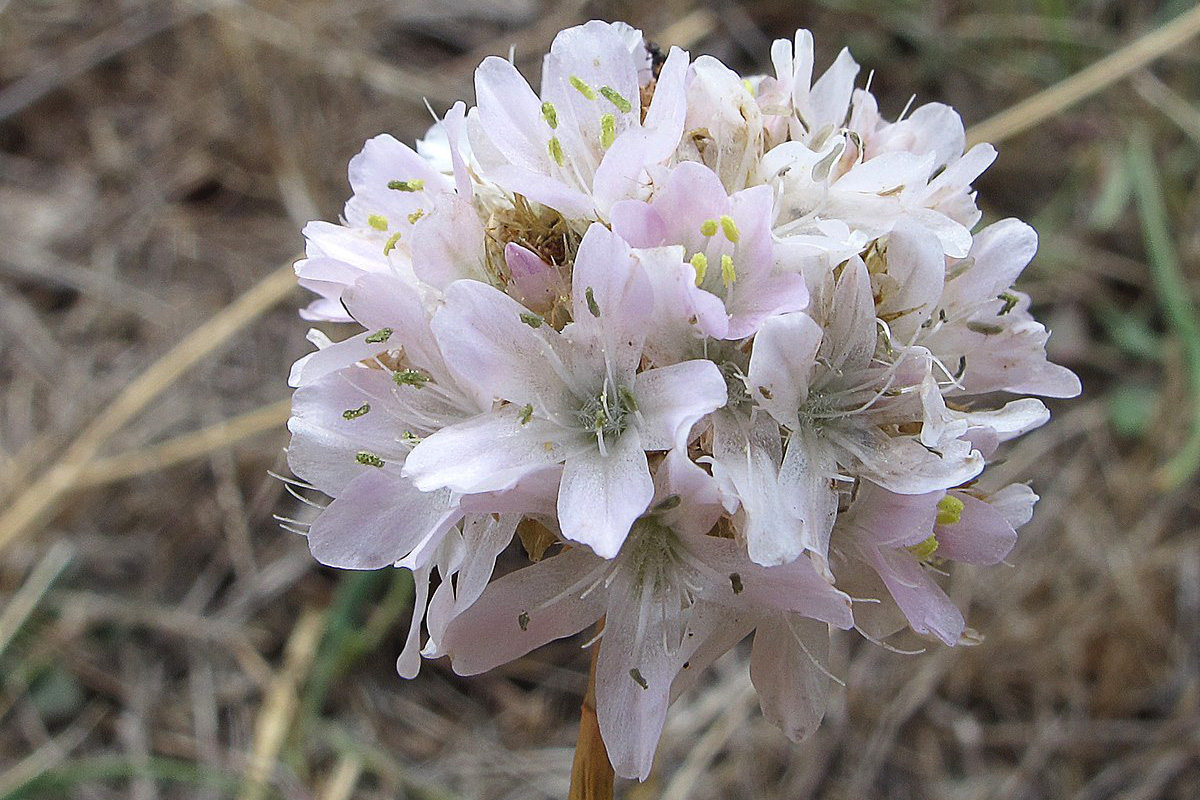 Armeria arenaria