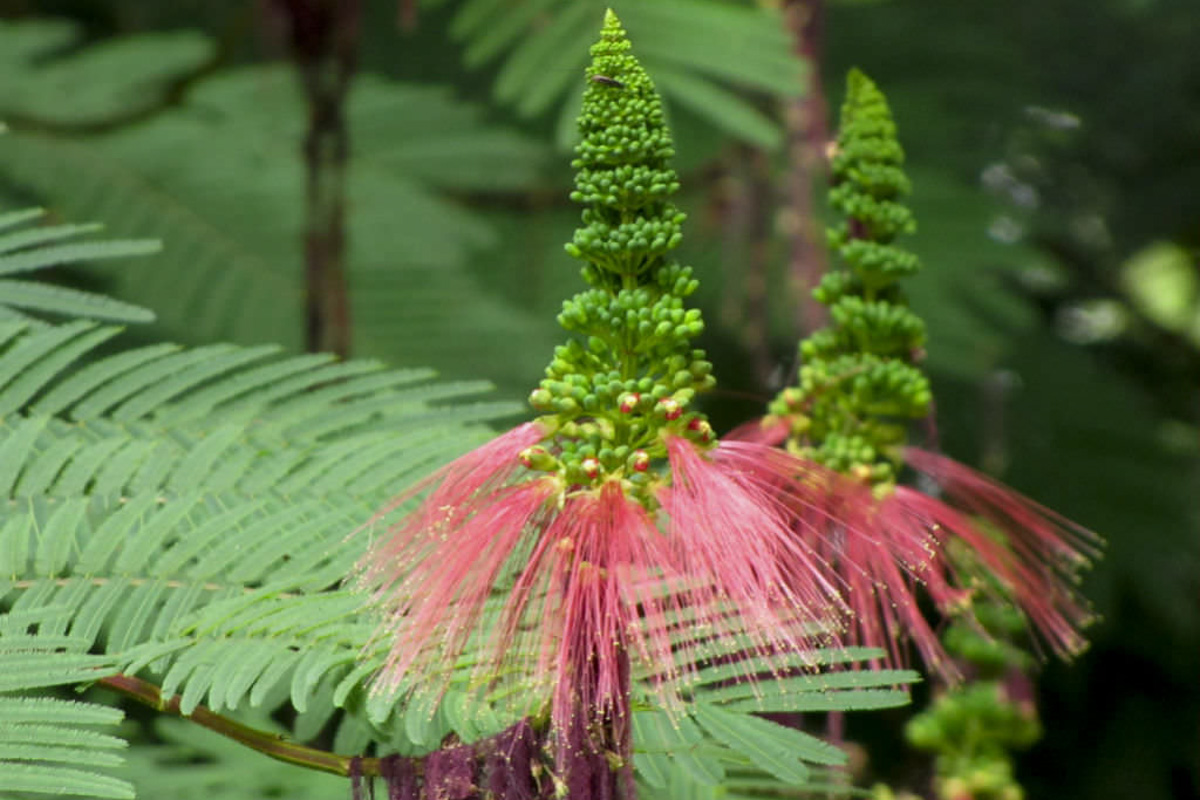 Calliandra calothyrsus