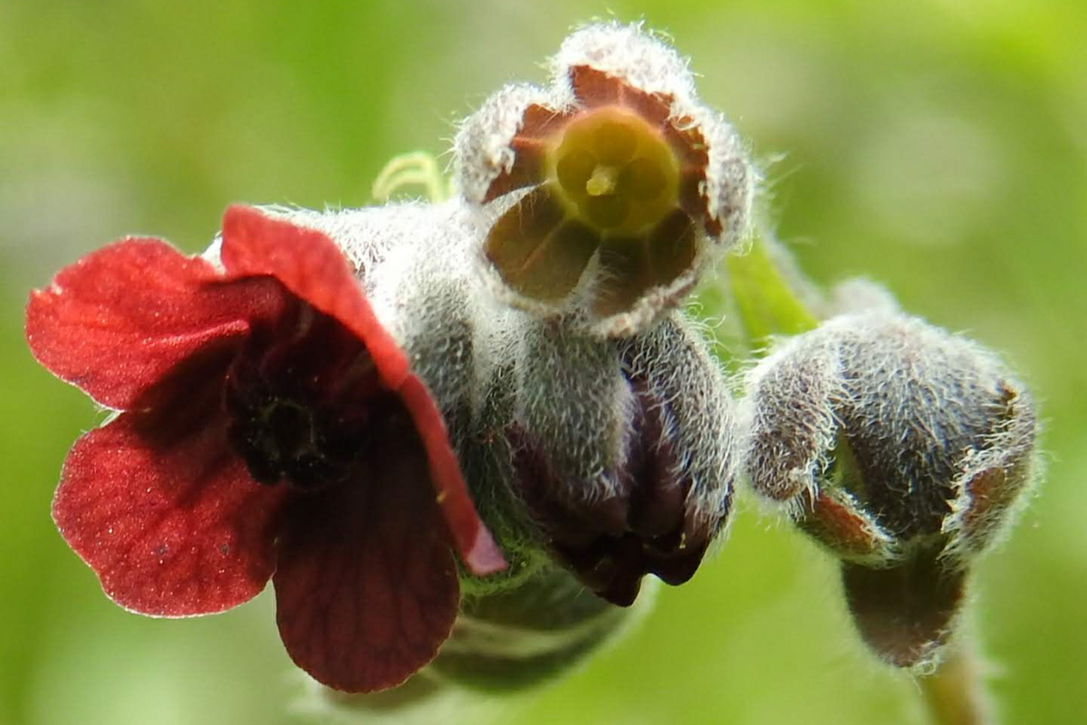 Cynoglossum officinale