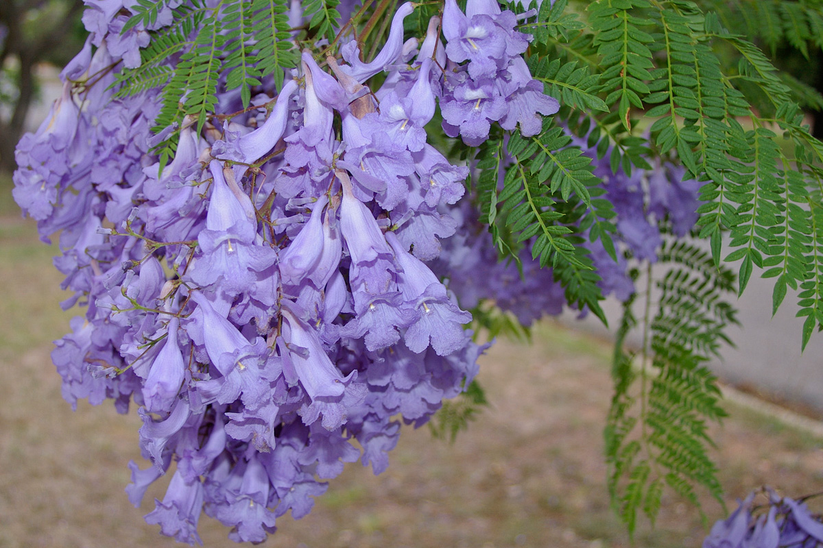 Jacaranda Mimosifolia