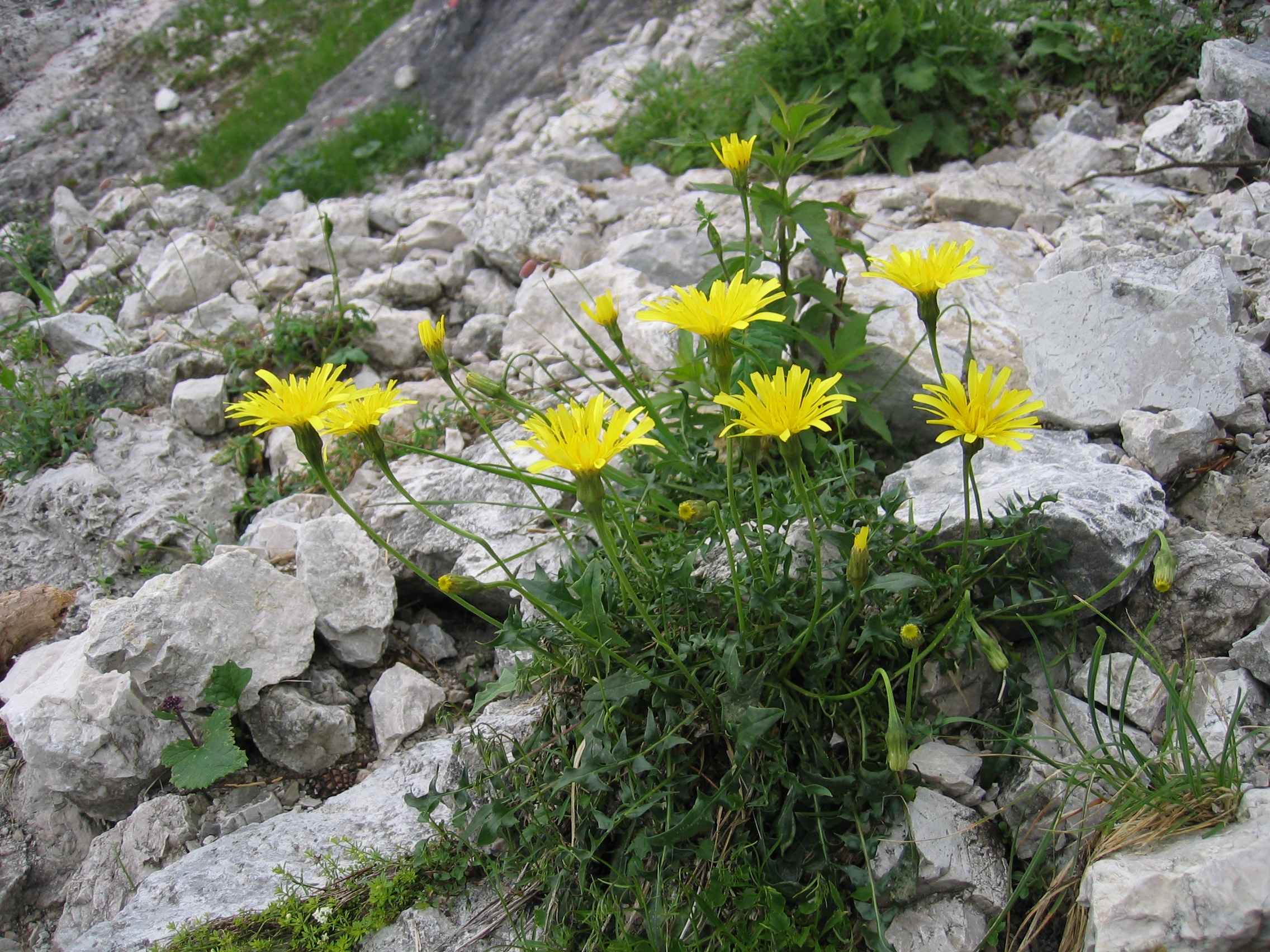 Leontodon Hispidus