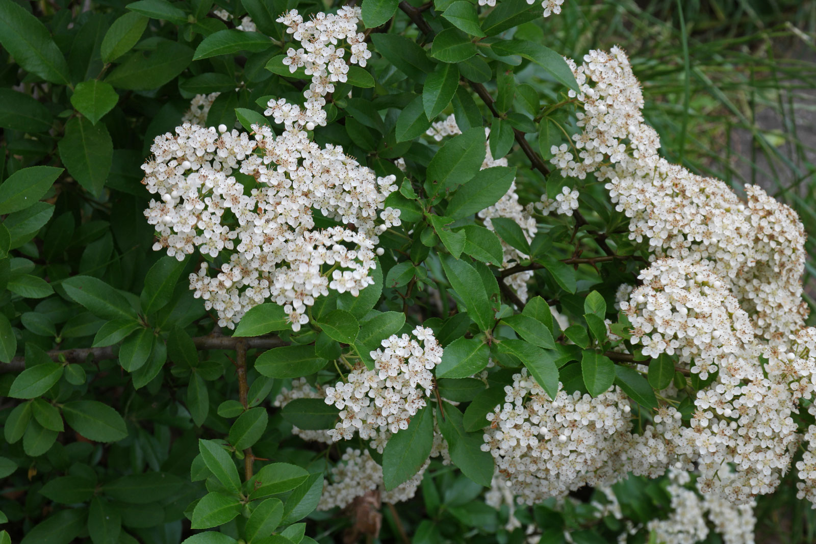 Pyracantha coccinea