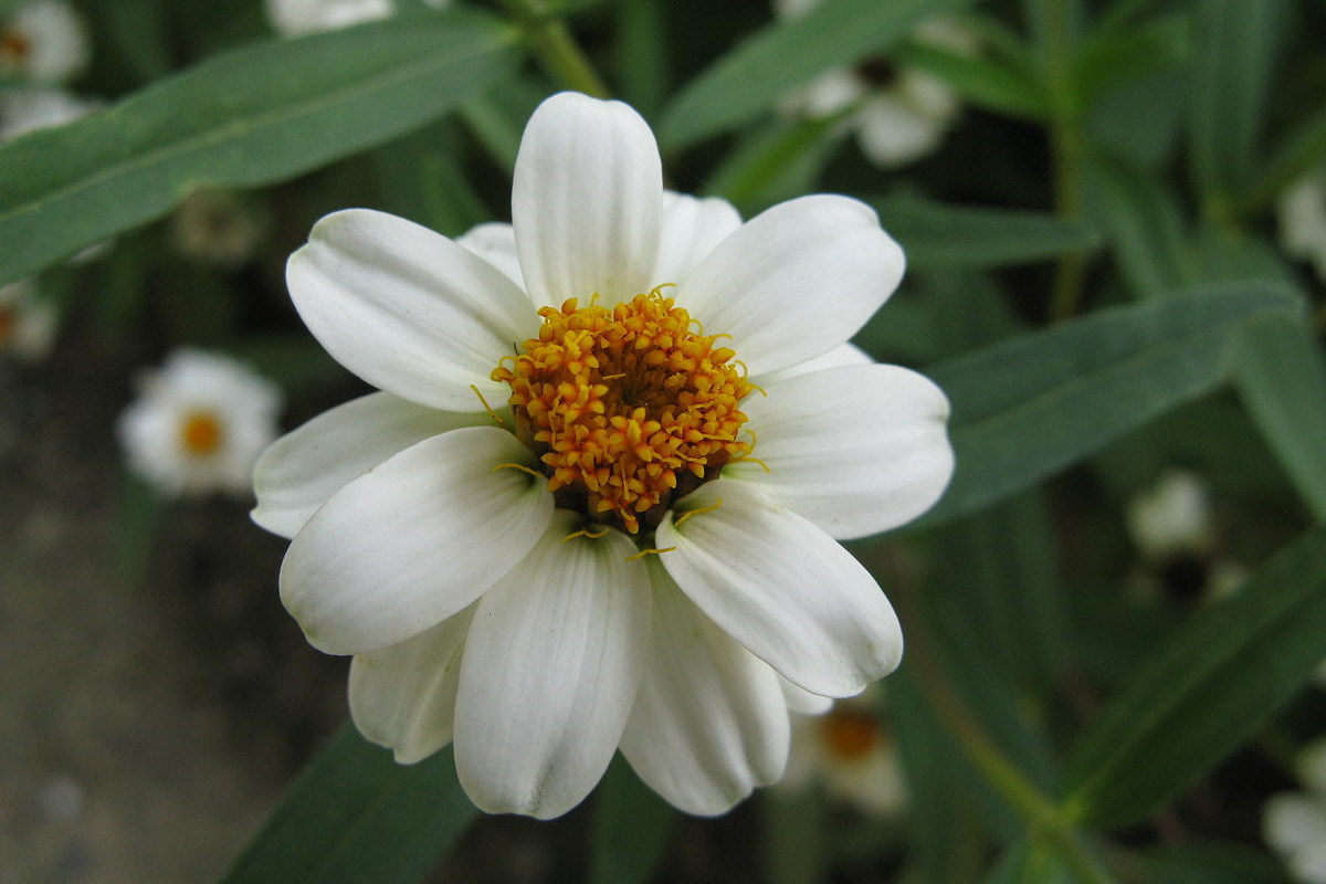 Zinnia angustifolia
