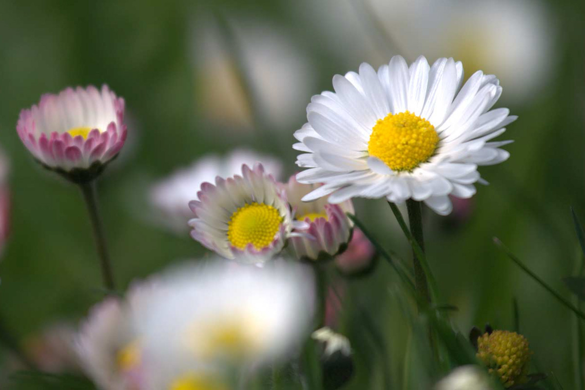 Bellis perennis