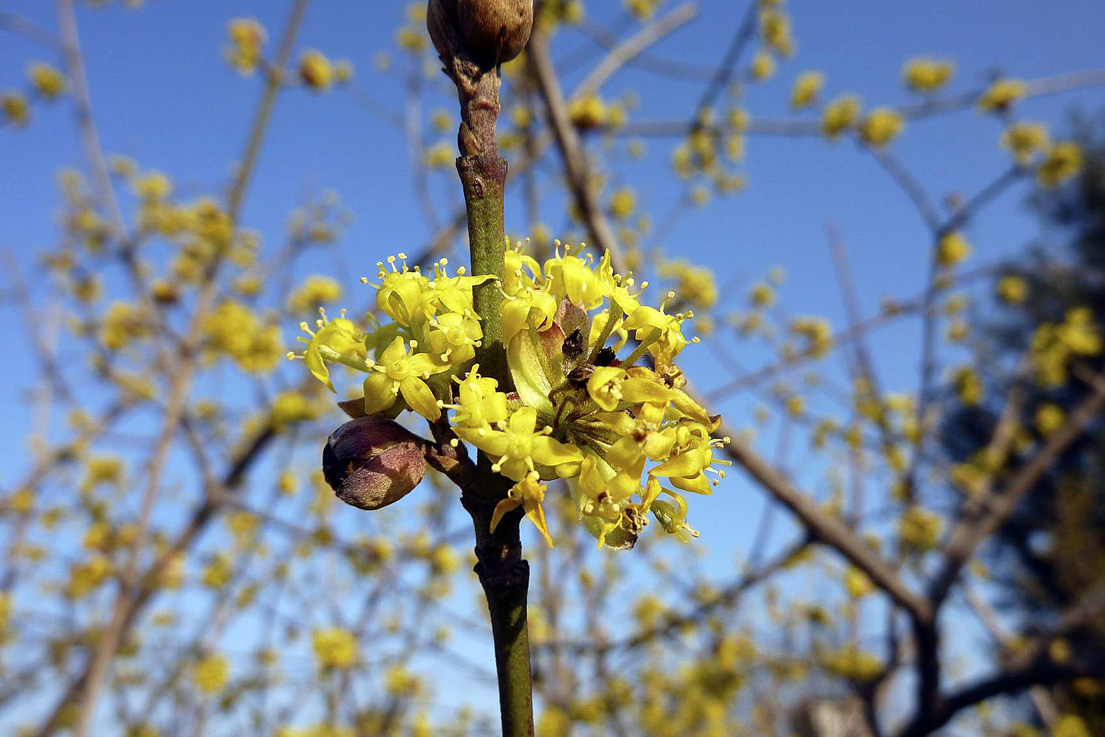 Cornus mas
