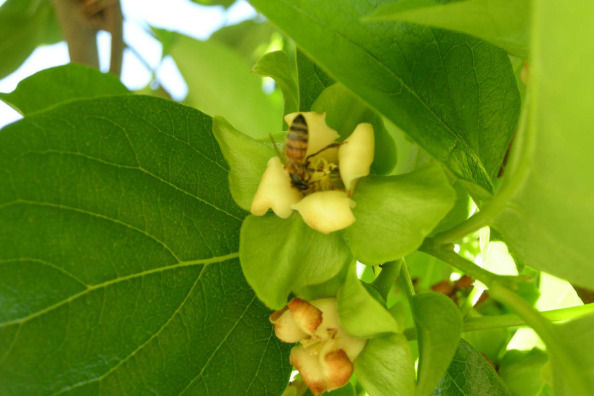 Diospyros kaki