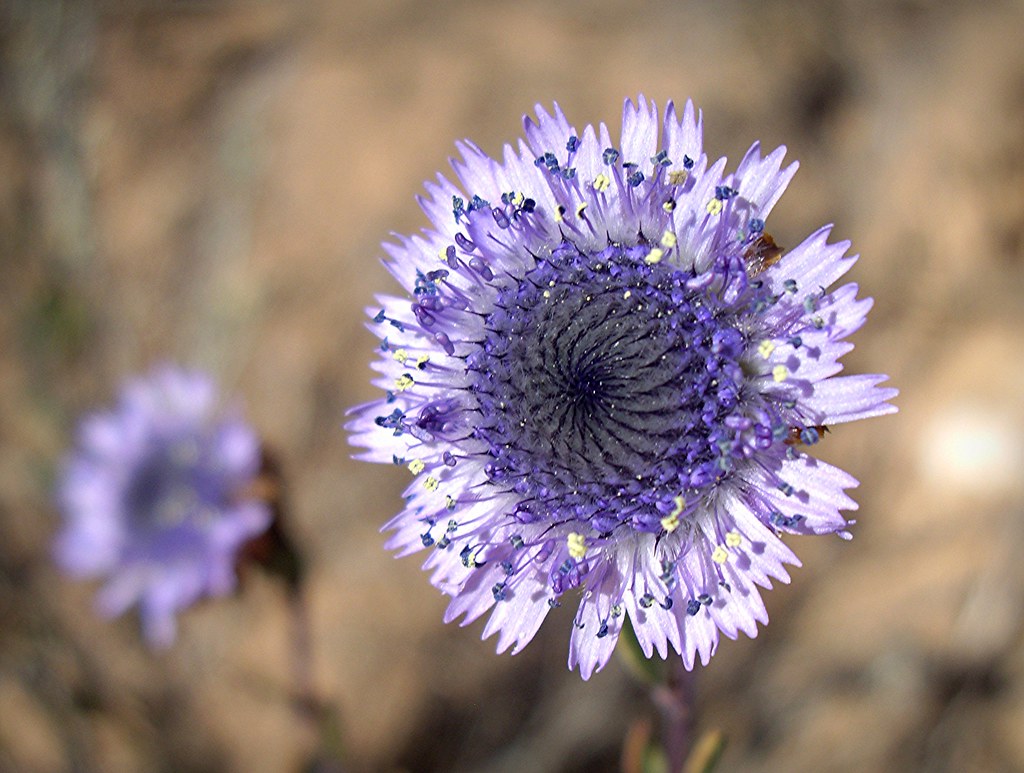 Globularia alypum