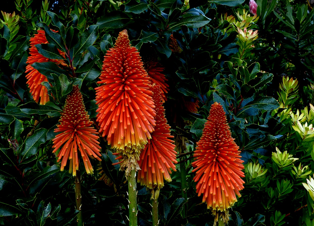 Kniphofia uvaria