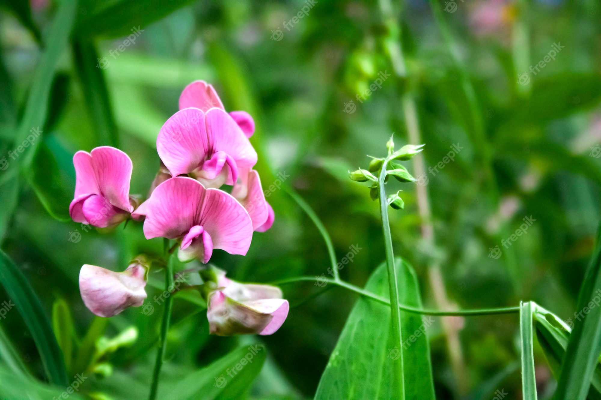 Lathyrus sylvestris