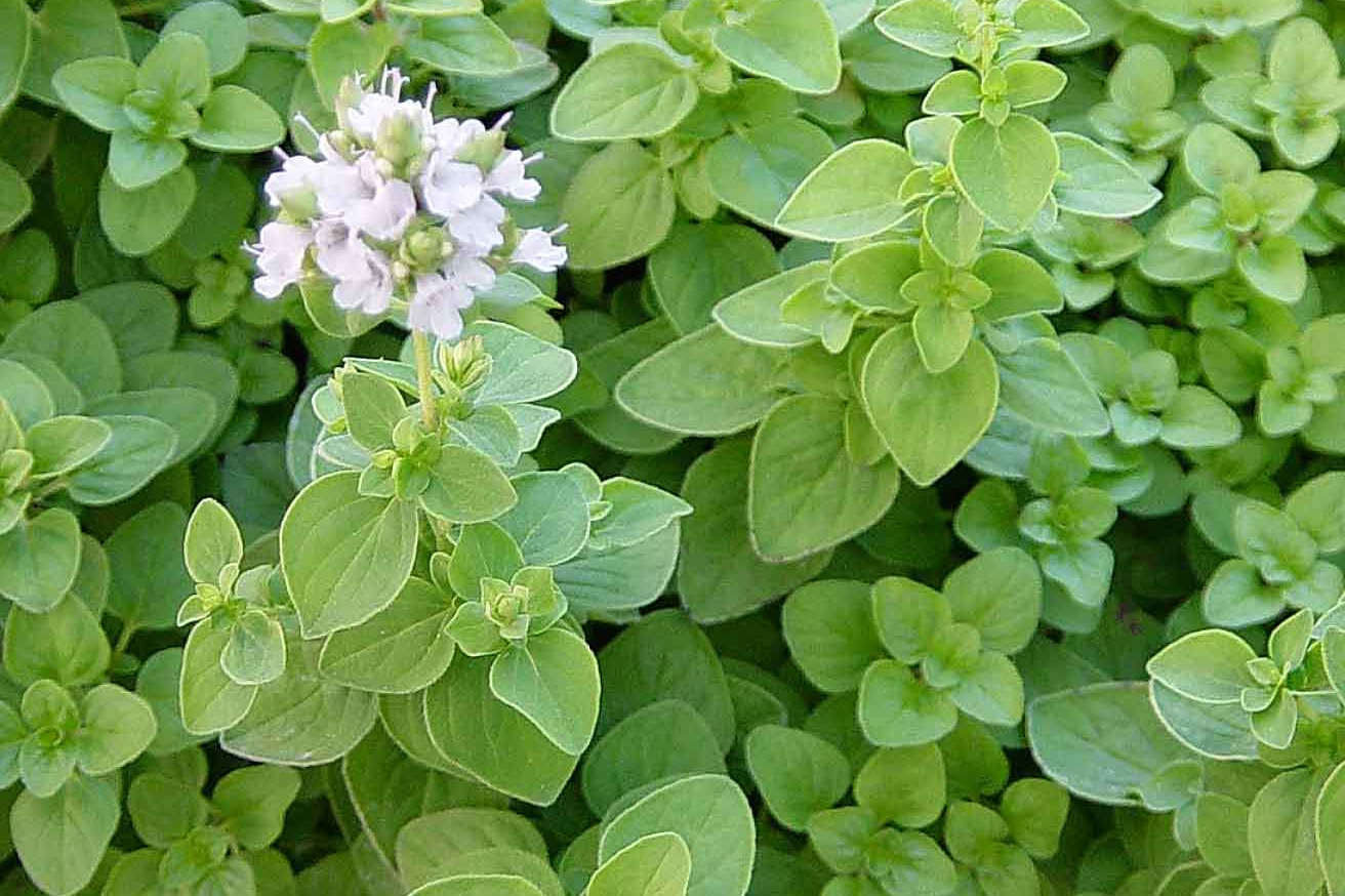 Origanum majorana