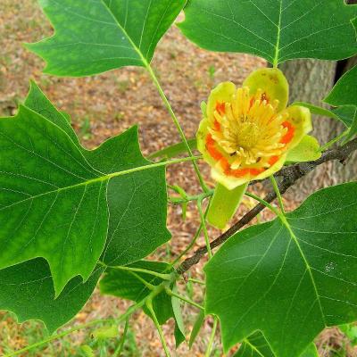 Liriodendron tulipifera