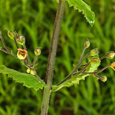 Scrophularia scorodonia