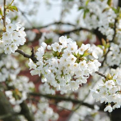 Prunus avium
