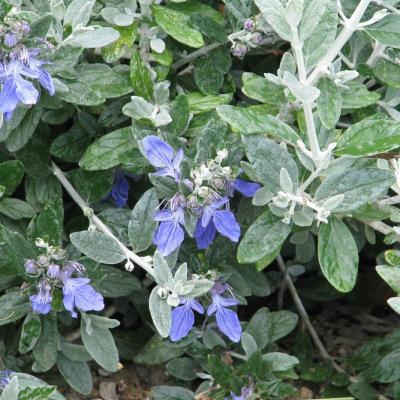 Teucrium fruticans