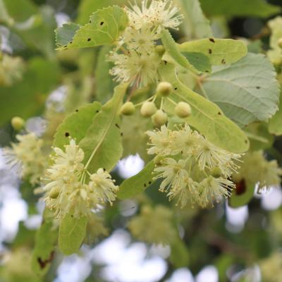 tilia platyphyllos