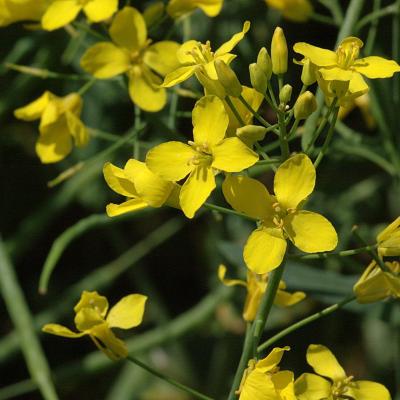 Brassica napus spp oleifera
