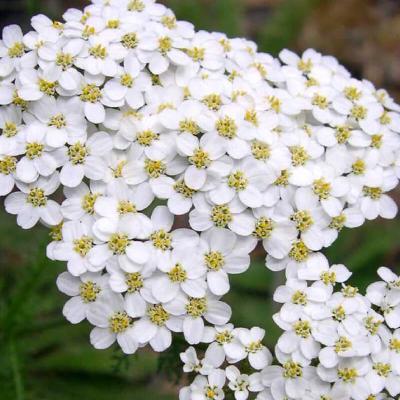 Achillea millefolium