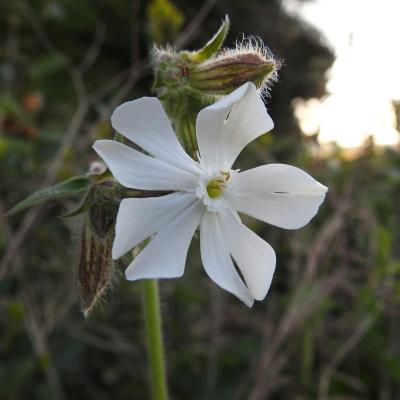 Silene latifolia