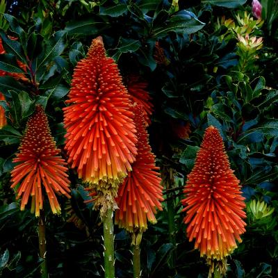 Kniphofia uvaria