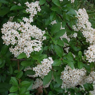 Pyracantha coccinea