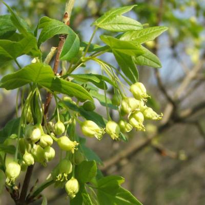 Acer monspessulanum