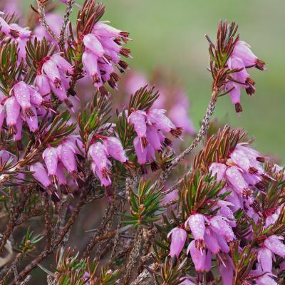 Erica carnea