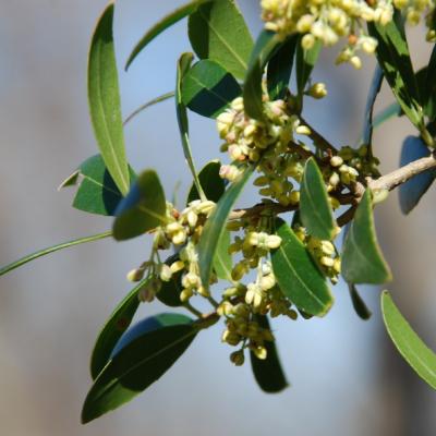 Phillyrea latifolia