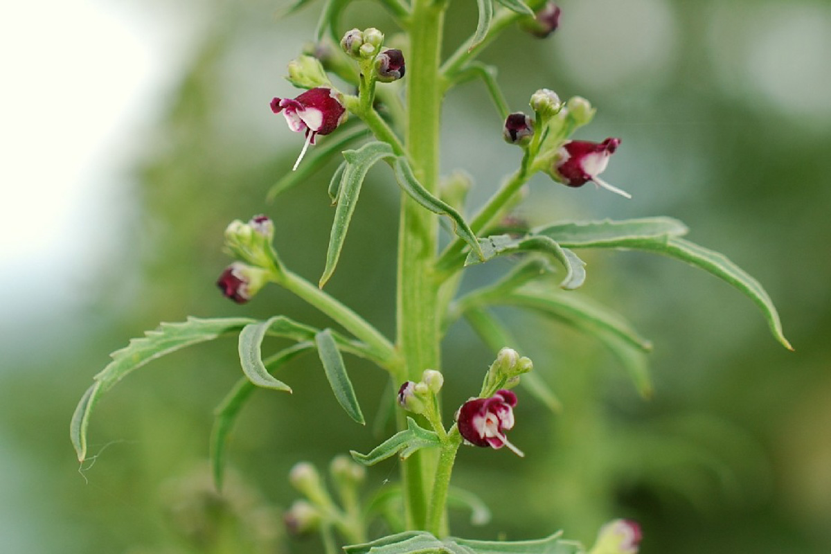 Scrophularia canina